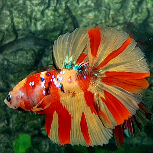 Juvenile Leopard Yellowbase Galaxy Halfmoon Male