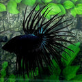 Black Orchid Crowntail Male