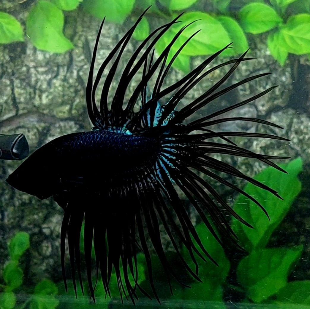 Black Orchid Crowntail Male