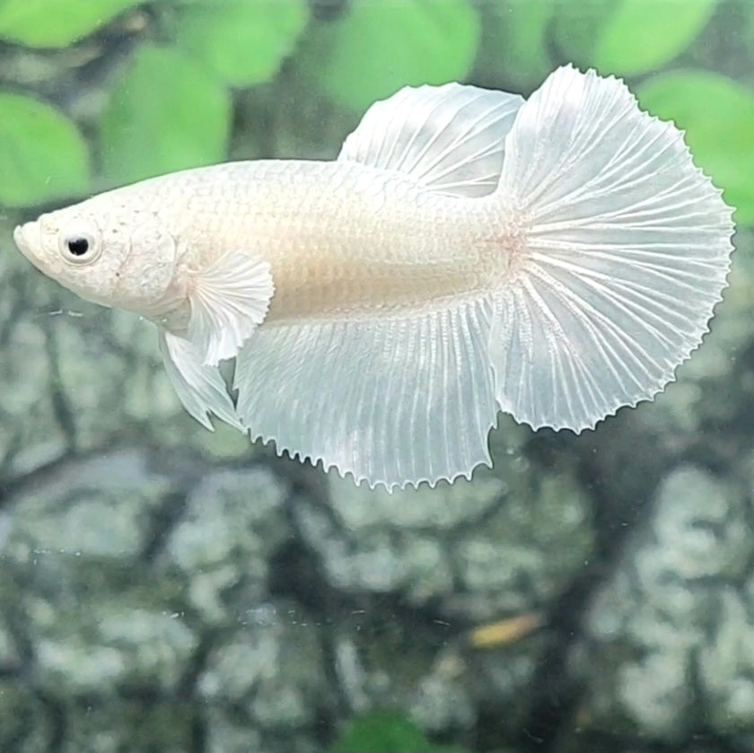 Platinum White Solid Halfmoon Female For Sorority Tank/Breed