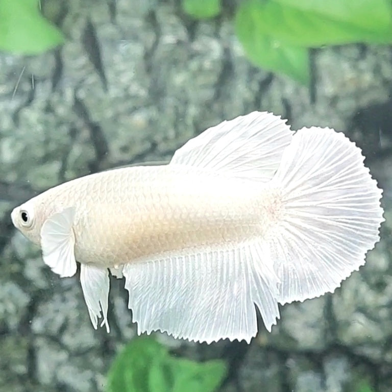 Platinum White Solid Halfmoon Female For Sorority Tank/Breed