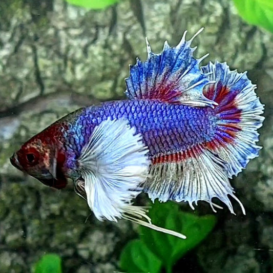 Dumbo Ears Purple Butterfly HMPK Male