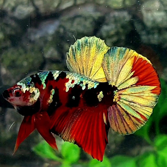 Red Copper Tiger Gold Galaxy Bigtail Over HMPK Male