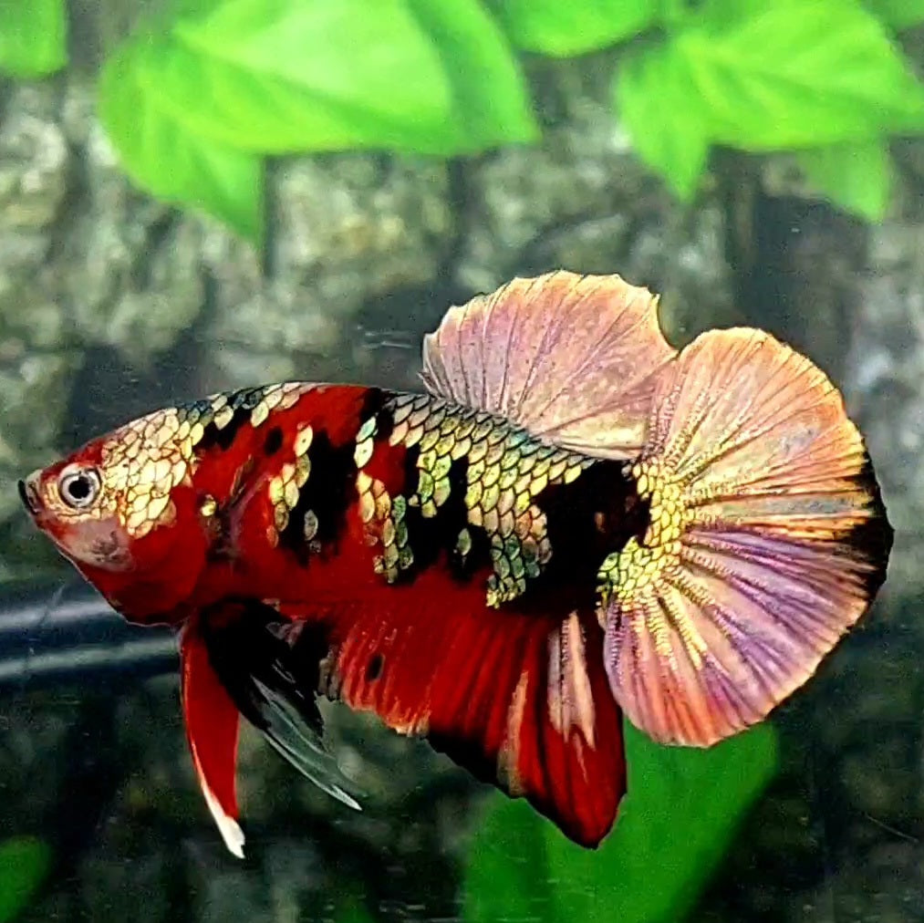 Red Copper Tiger Gold Purple Galaxy HMPK Male