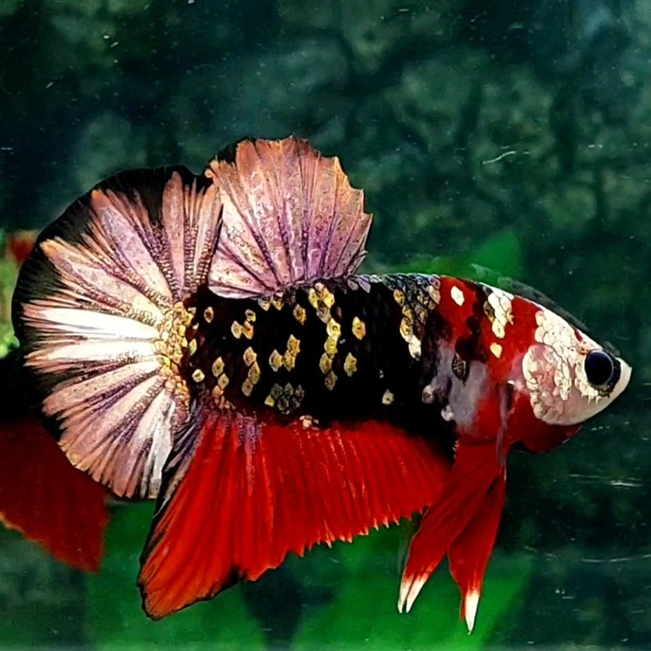 Red Copper Tiger Gold Purple Galaxy Over HMPK Male