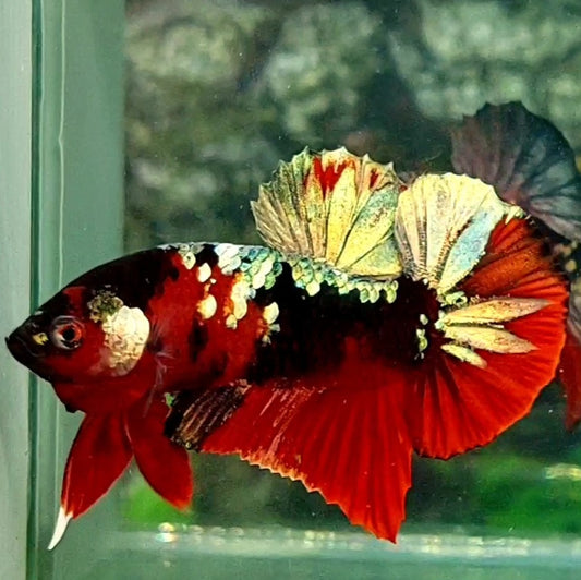 Red Copper Tiger Gold Galaxy Over HMPK Male