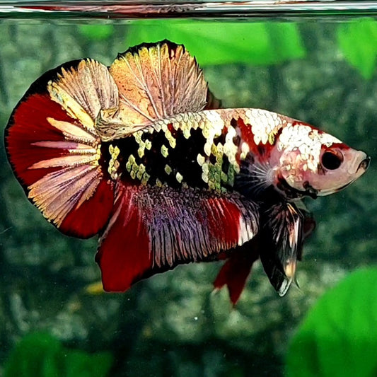 Red Copper Tiger Gold Galaxy HMPK Male