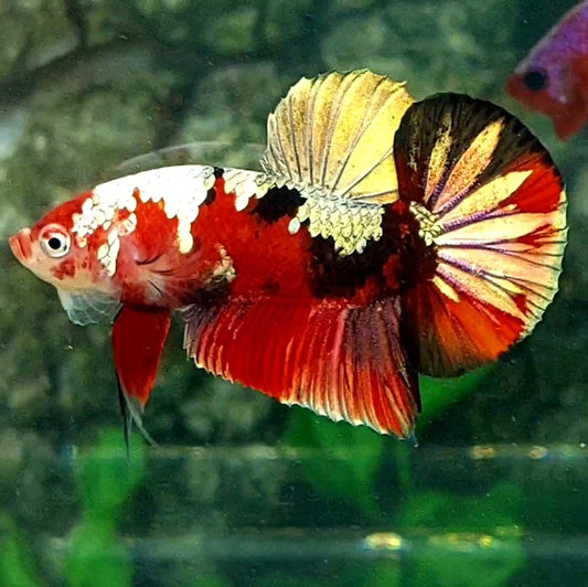 Red Copper Tiger Gold Galaxy Startail HMPK Male