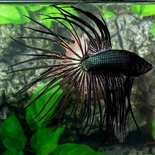 Black Copper Crowntail Male