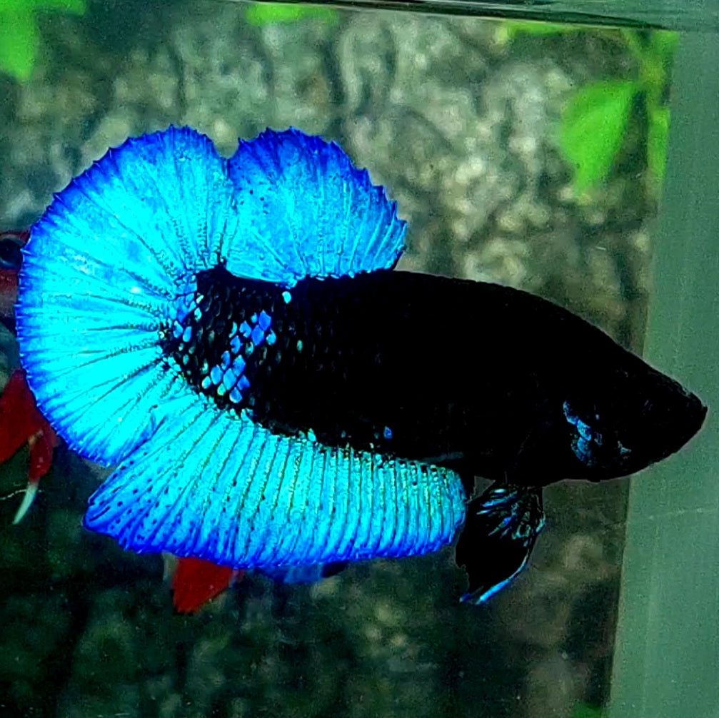 Turquoise Black Light HMPK Male