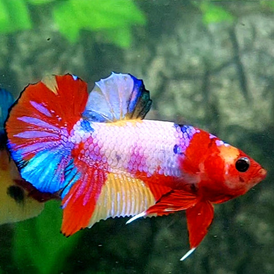 Multicolor Candy Pink HMPK Male