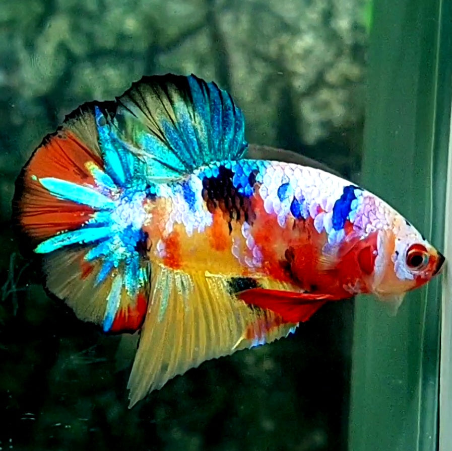 Multicolor Galaxy HMPK Male