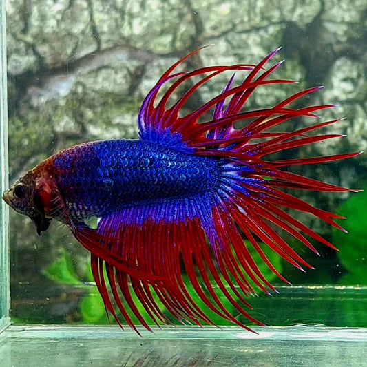 Purple Red Mascot Butterfly Crowntail Male