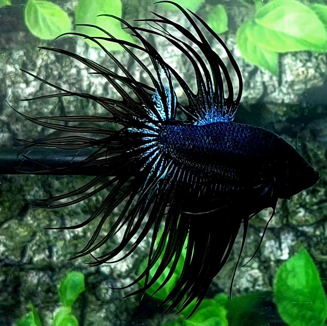 Black Orchid Crowntail Male