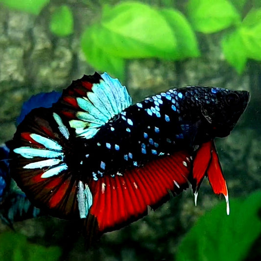 Black Star Red Skyblue Galaxy HMPK Male