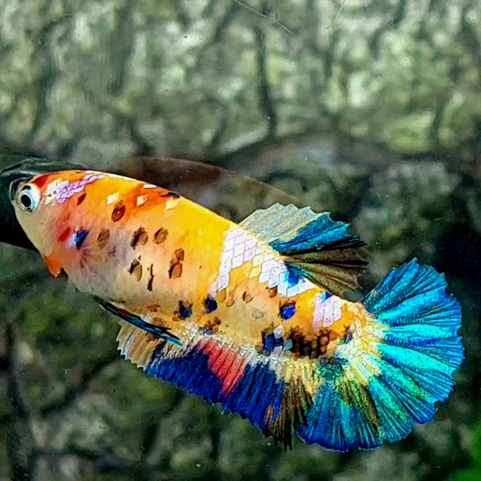 Yellowbase Multicolor Galaxy HMPK Female For Sorority / Breed