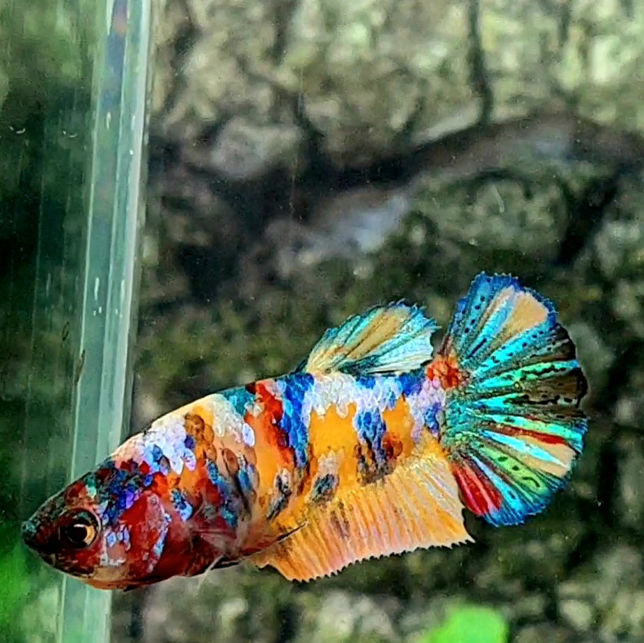 Yellowbase Multicolor Galaxy HMPK Female For Sorority / Breed