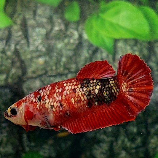 Red Copper Gold Galaxy HMPK Female For Sorority / Breed