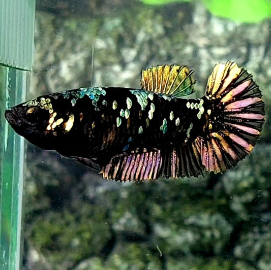 Black Star Copper Purple Gold HMPK Female For Sorority Tank/Breed