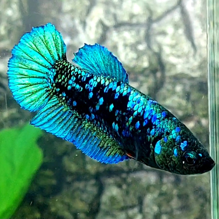 Avatar HMPK Female For Sorority Tank/Breed