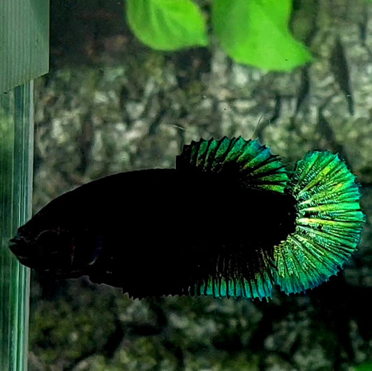 Green Black Light HMPK Female For Sorority Tank/Breed