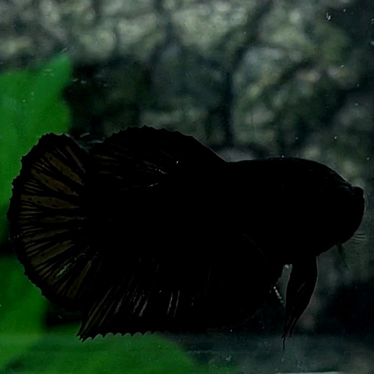 Super Black Solid HMPK Female For Sorority / Breed