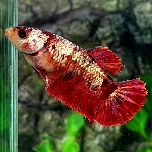 Red Copper Gold Galaxy HMPK Female For Sorority / Breed