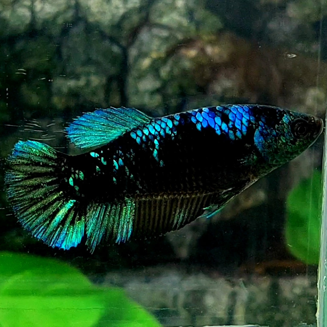 Avatar HMPK Female For Sorority Tank/Breed