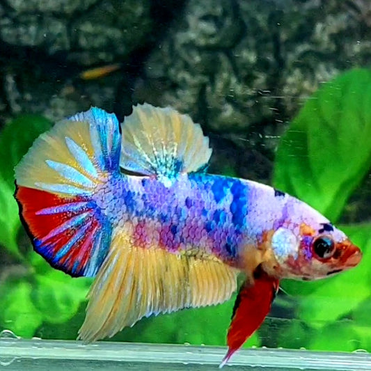 Multicolor Purple Candy HMPK Male