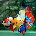 Multicolor Yellowbase Galaxy HMPK Male