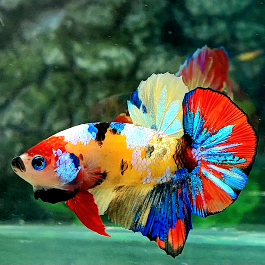 Multicolor Yellowbase Galaxy HMPK Male