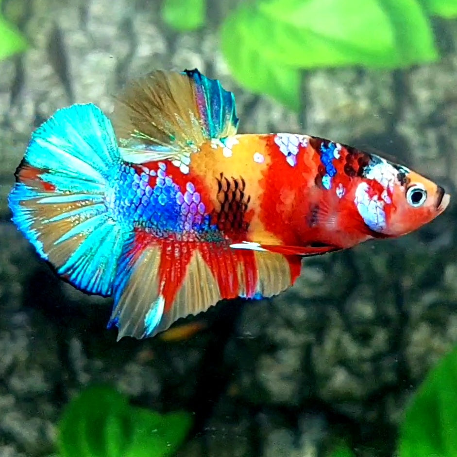 Multicolor Yellowbase Galaxy HMPK Male