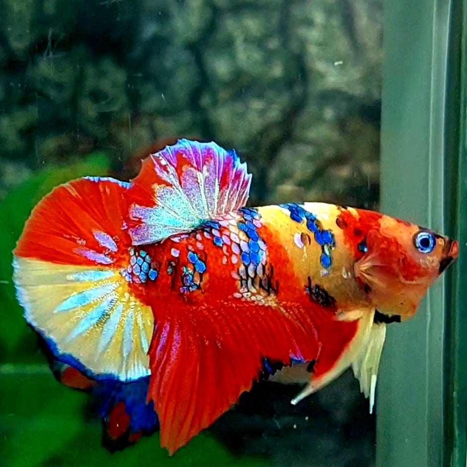 Multicolor Yellowbase Koi Galaxy HMPK Male