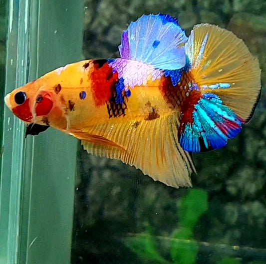 Multicolor Yellowbase Candy Galaxy HMPK Male