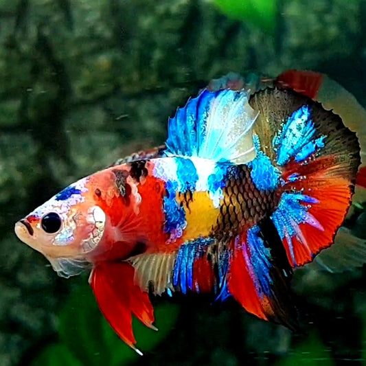 Multicolor Galaxy HMPK Male