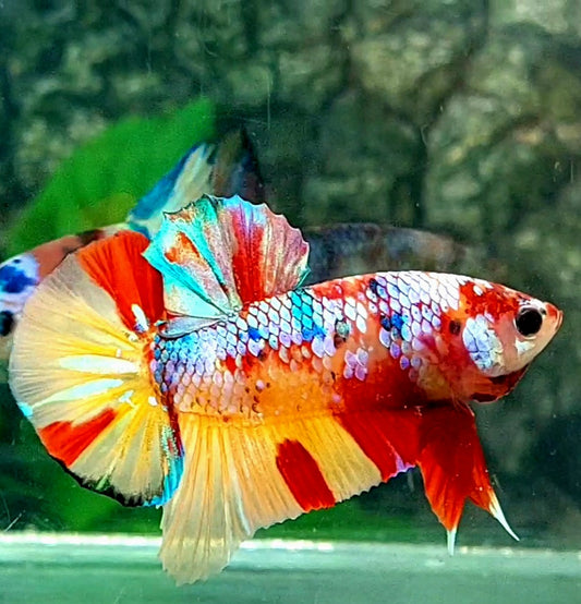 Multicolor Galaxy HMPK Male