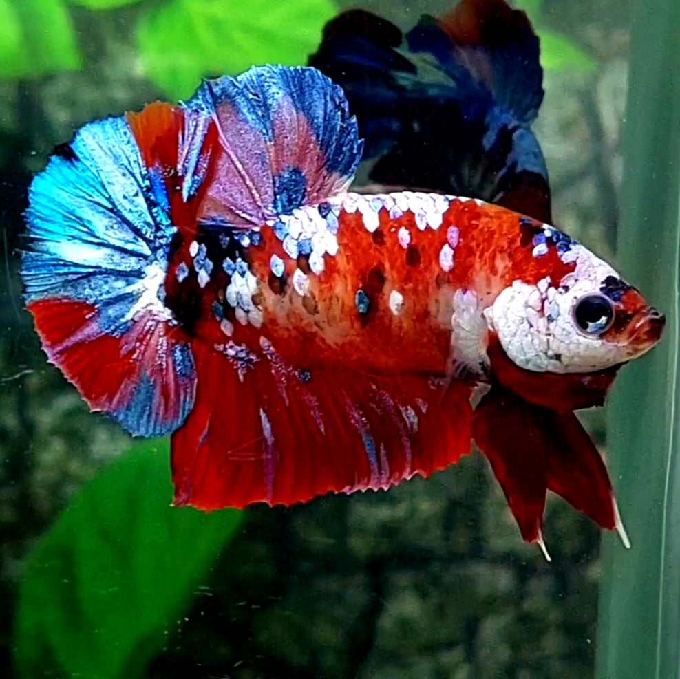 Red Koi Multicolor Galaxy HMPK Male