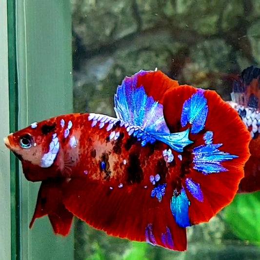 Red Koi Multicolor Galaxy HMPK Male