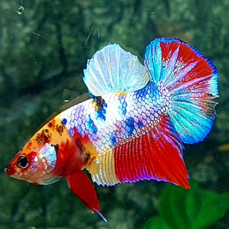 Multicolor Candy HMPK Male