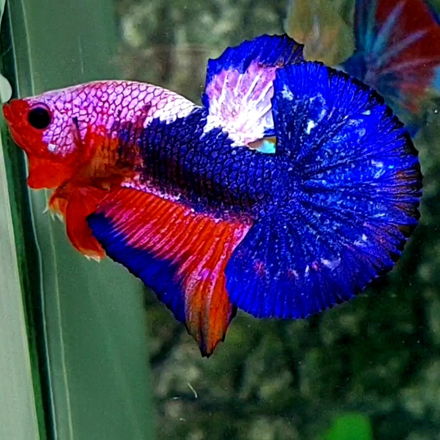 Classic Pink Blue Fancy Over Bigtail HMPK Male