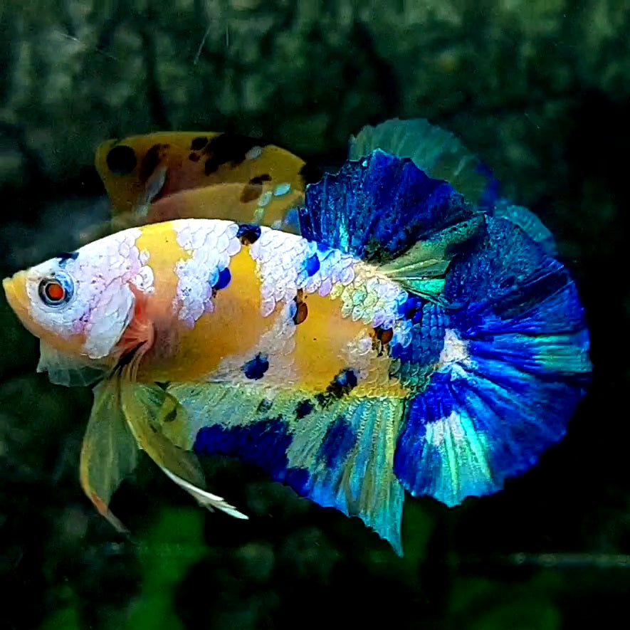 Blue Yellow Galaxy HMPK Male