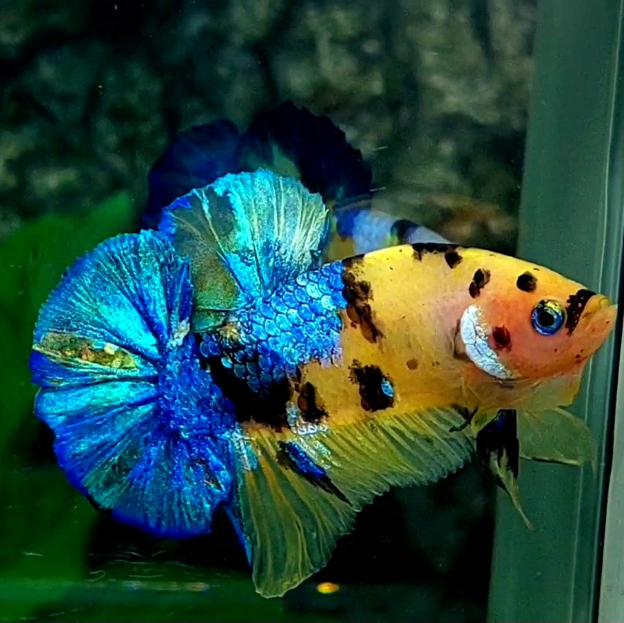 Tiger Blue Yellow Galaxy HMPK Male