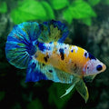 Blue Yellow Galaxy HMPK Male