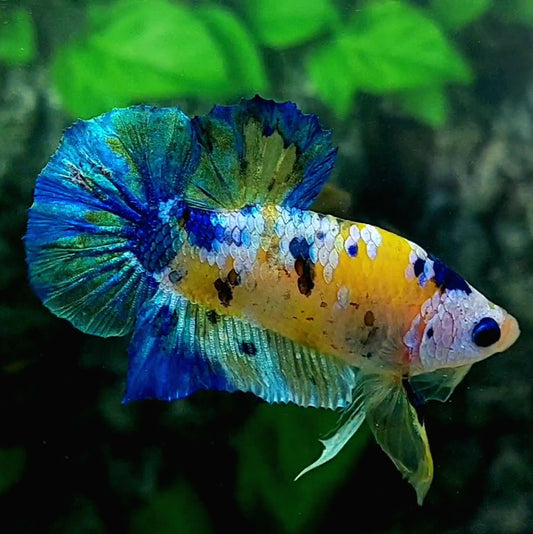 Blue Yellow Galaxy HMPK Male