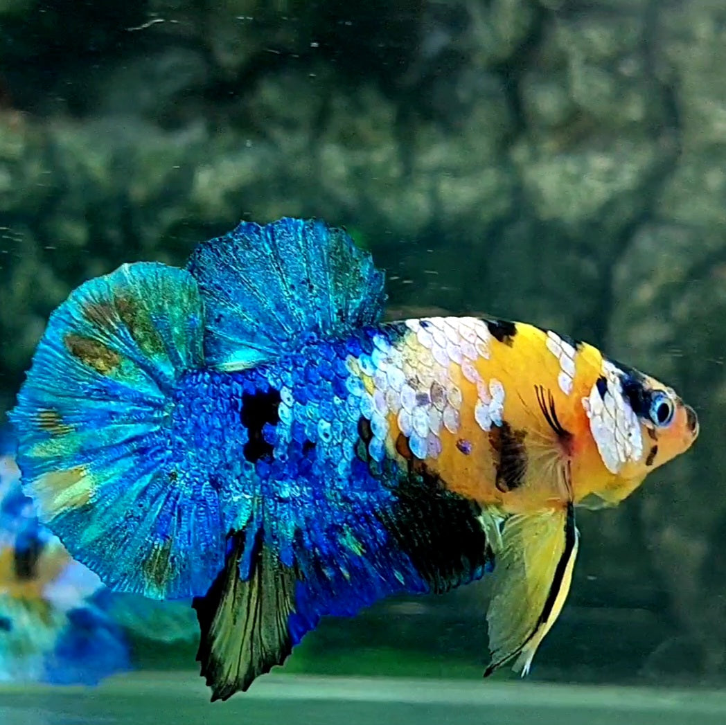 Blue Yellow Galaxy HMPK Male