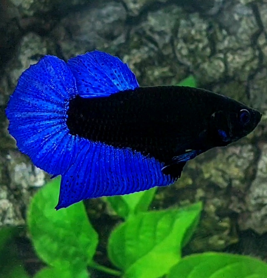 Bicolor Blue Black Light HMPK Male