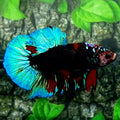 Black Multicolor Galaxy HMPK Male