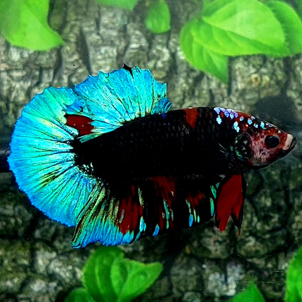 Black Multicolor Galaxy HMPK Male