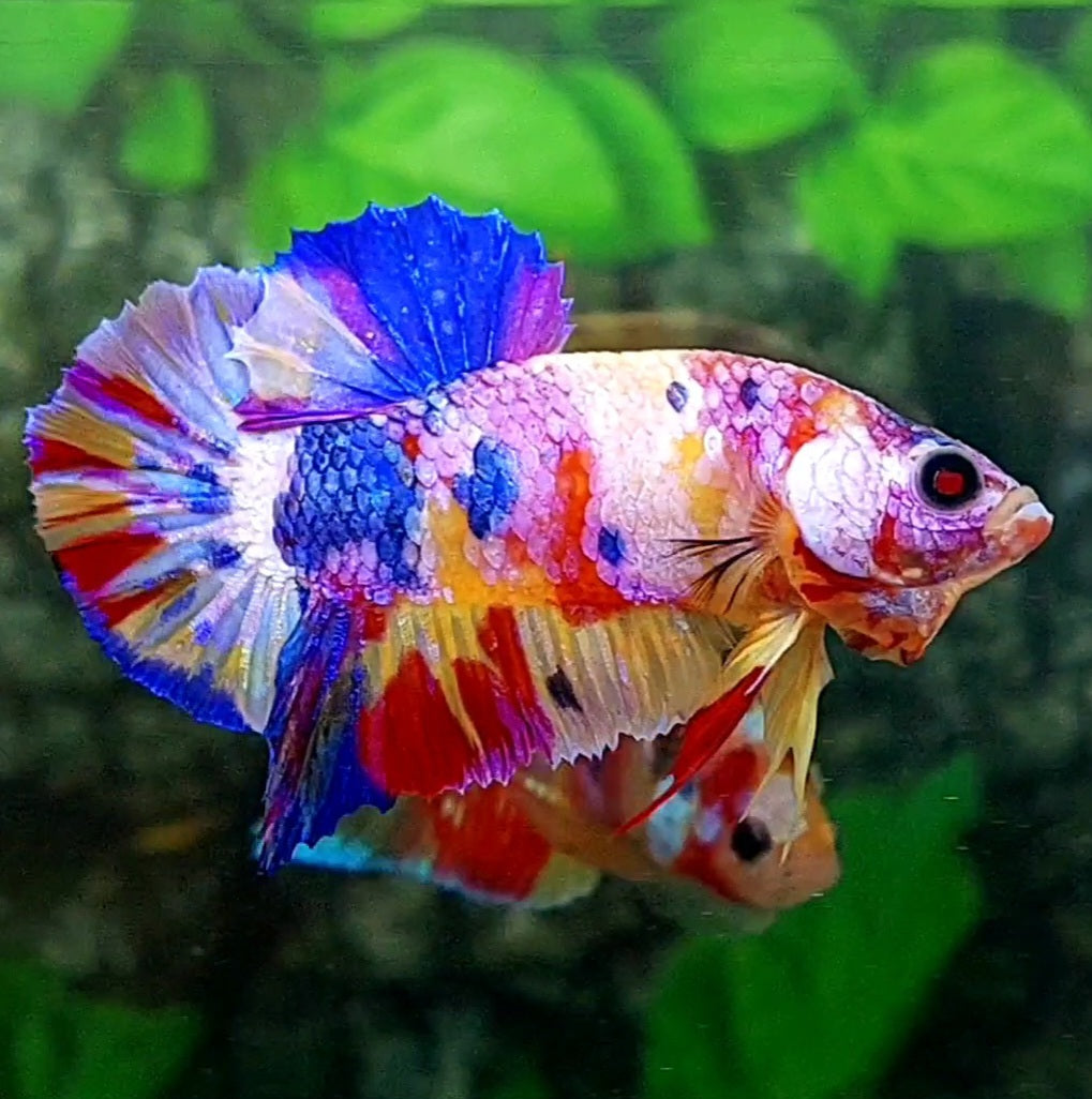 Multicolor Pink Purple Candy Yellowbase HMPK Male