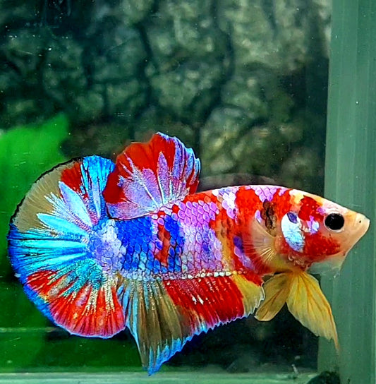 Multicolor Galaxy HMPK Male